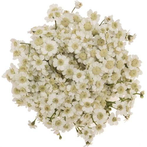 Achillea weiss The Pearl 45cm