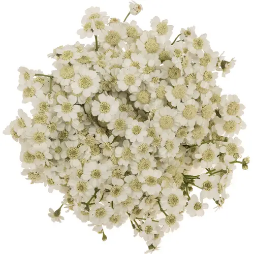 Achillea weiss The Pearl 45cm