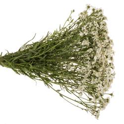 Achillea weiss The Pearl 45cm