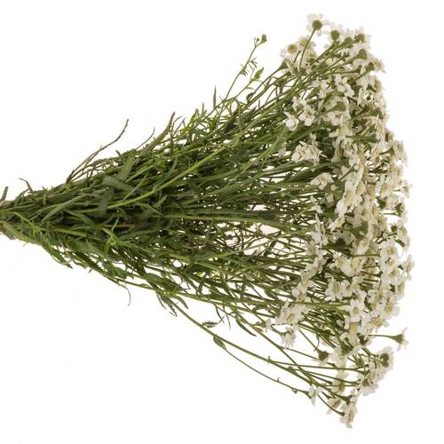 Achillea weiss The Pearl 45cm