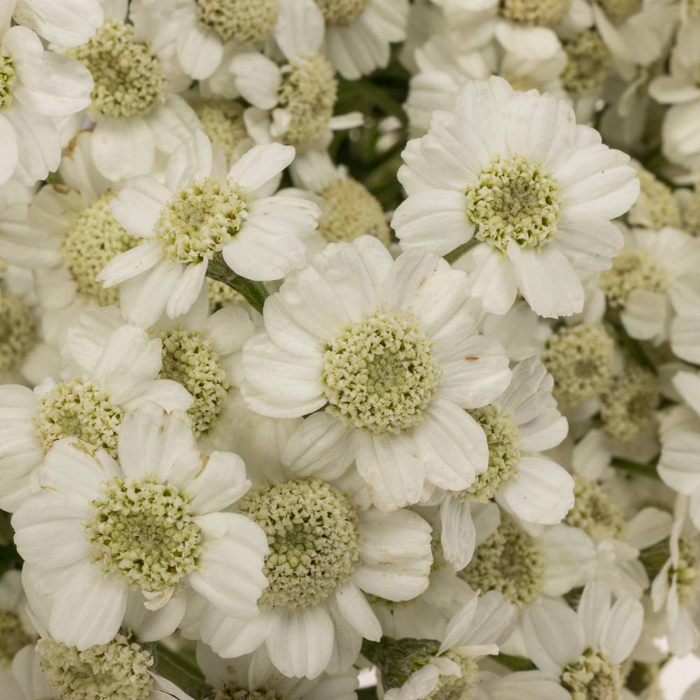 Achillea weiss The Pearl 45cm