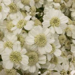 Achillea weiss The Pearl 45cm