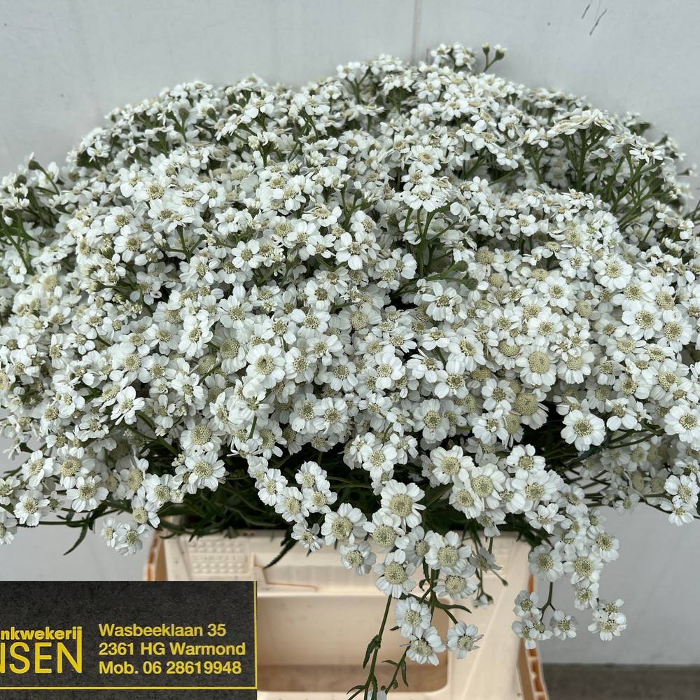 Achillea weiss ptarmica The Pearl 45cm