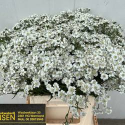 Achillea weiss ptarmica The Pearl 45cm