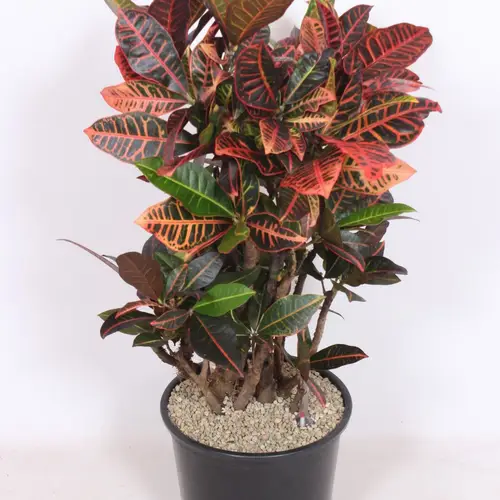 Codiaeum Croton Petra T32 H110
