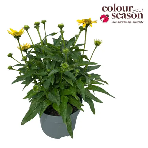 Echinacea gelb Sombrero T19 H050