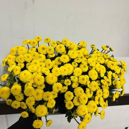 Santini gelb neu Landscheiding 1100 Gramm 55cm