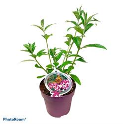 Buddleja Dav. Berries and Cream T19 H060