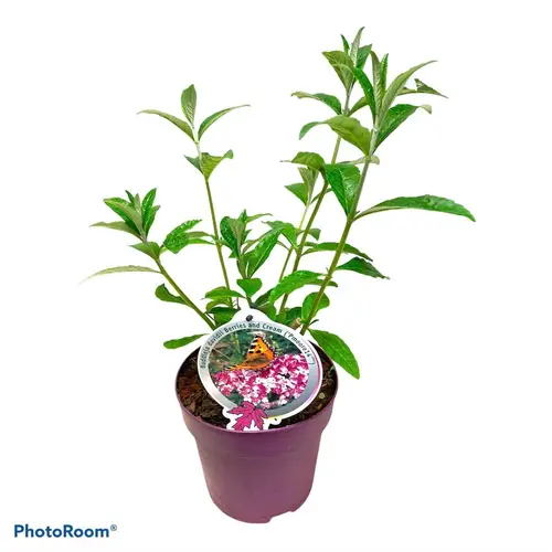 Buddleja Dav. Berries and Cream T19 H060