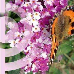 Buddleja Dav. Berries and Cream T19 H060