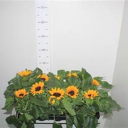 Sonnenblume Schnapch. Von Uhr T10,5 H25