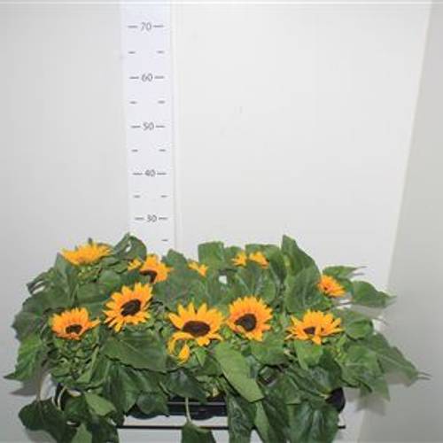 Sonnenblume Schnapch. Von Uhr T10,5 H25
