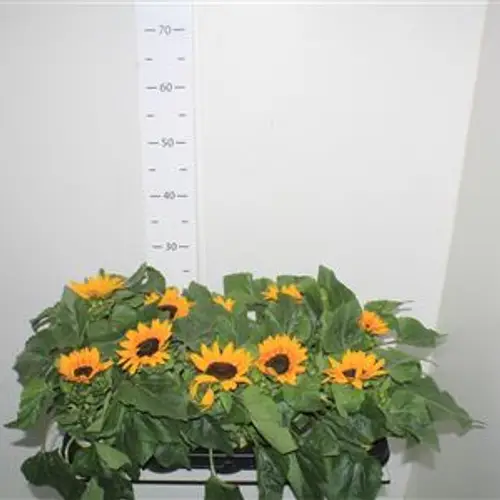 Sonnenblume Schnapch. Von Uhr T10,5 H25