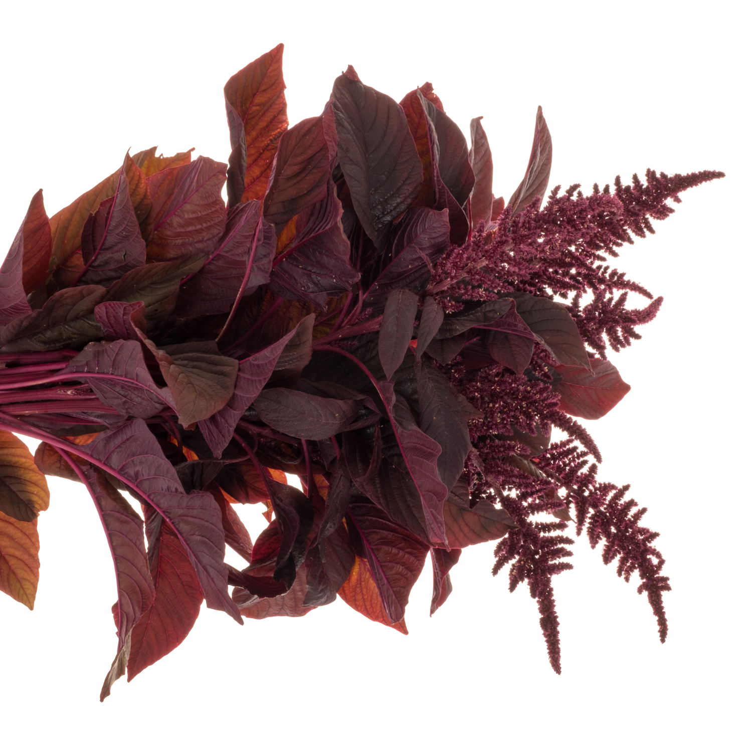 Amaranthus stehend weinrot Velvet 90cm