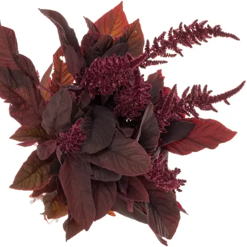 Amaranthus stehend weinrot Velvet 90cm