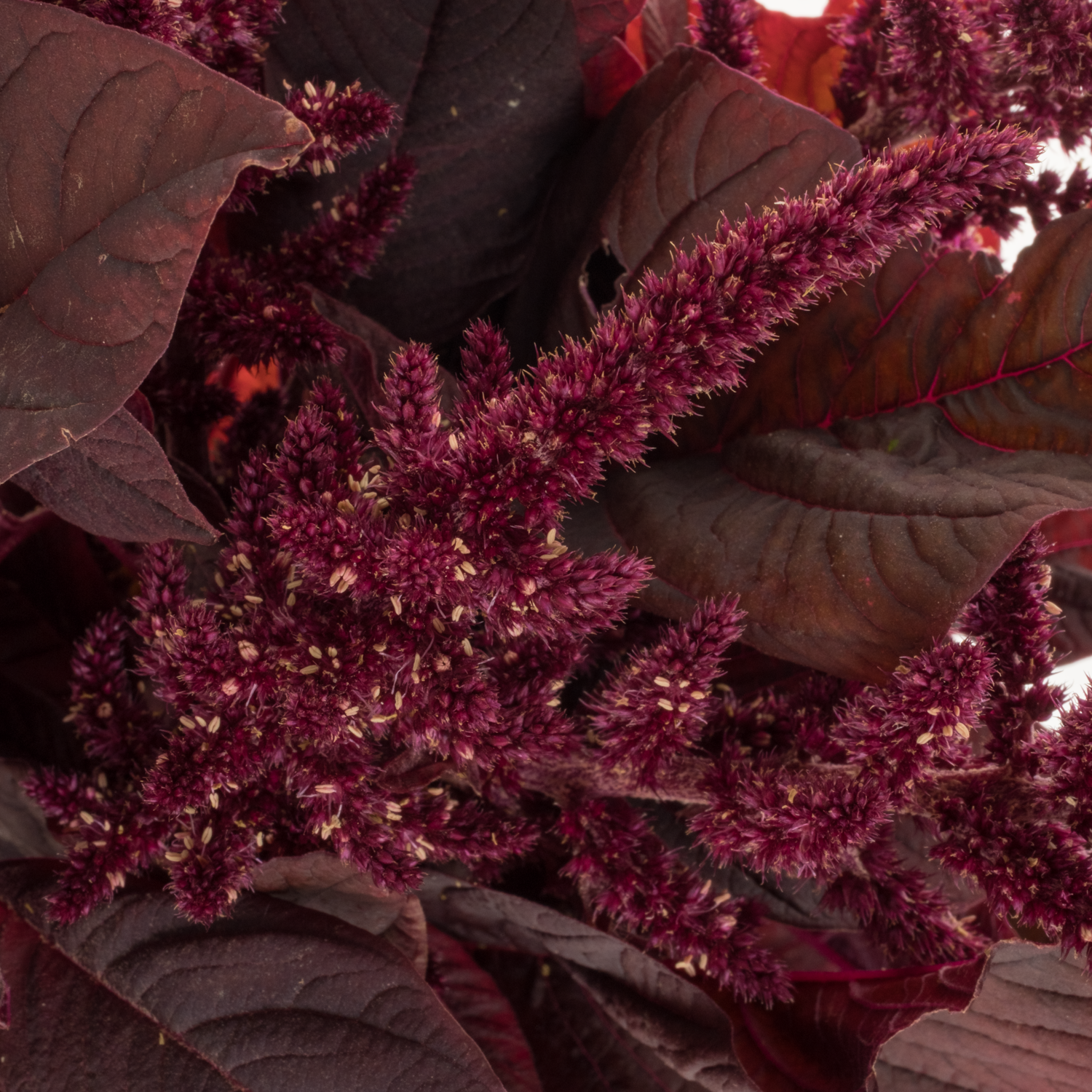 Amaranthus stehend weinrot Velvet 90cm