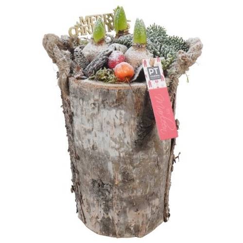 Hyac.Arr PTHCH6732 weisse Bl. Weihnachten T17 H034