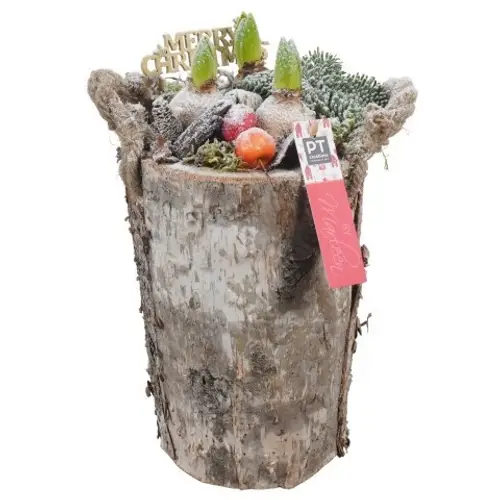 Hyac.Arr PTHCH6732 weisse Bl. Weihnachten T17 H034