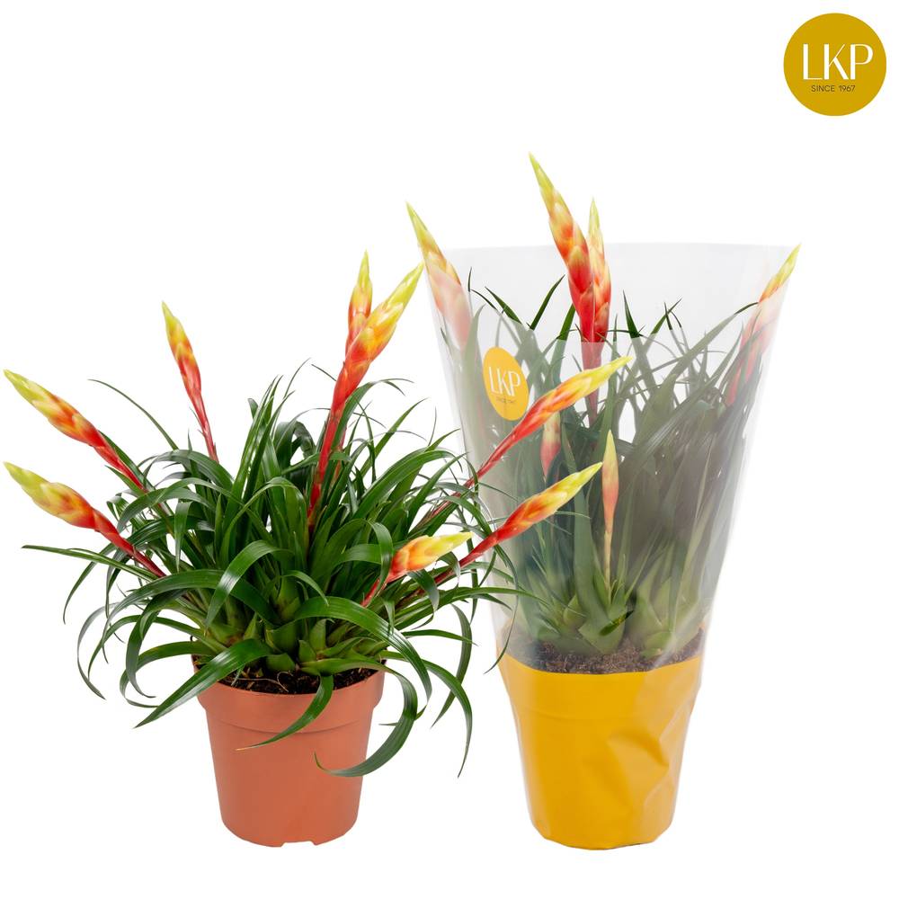 Vriesea gelb Shannon T12 H040