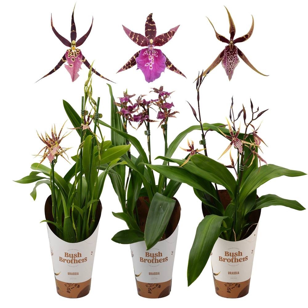 Brassia 3-R mix T12 H050
