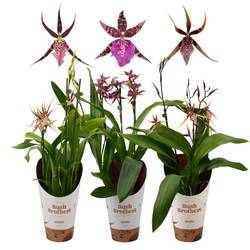 Brassia 3-R mix T12 H050