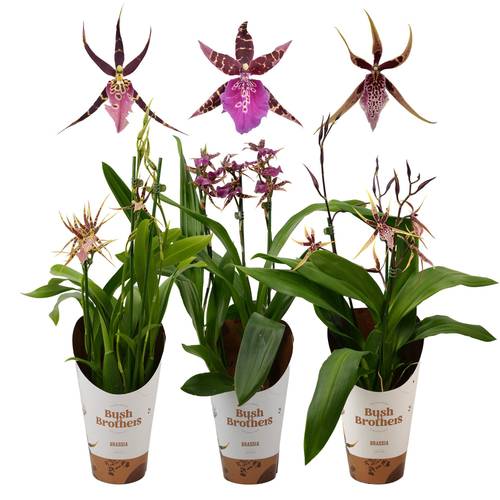 Brassia 3-R mix T12 H050