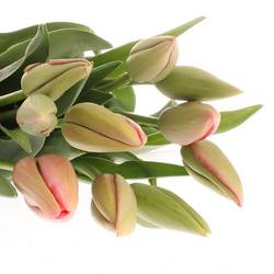 Franz.rosa La Romaine 50 Gramm 55cm