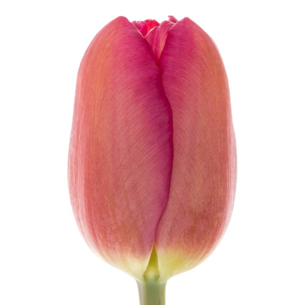 Franz.rosa La Romaine 50 Gramm 55cm