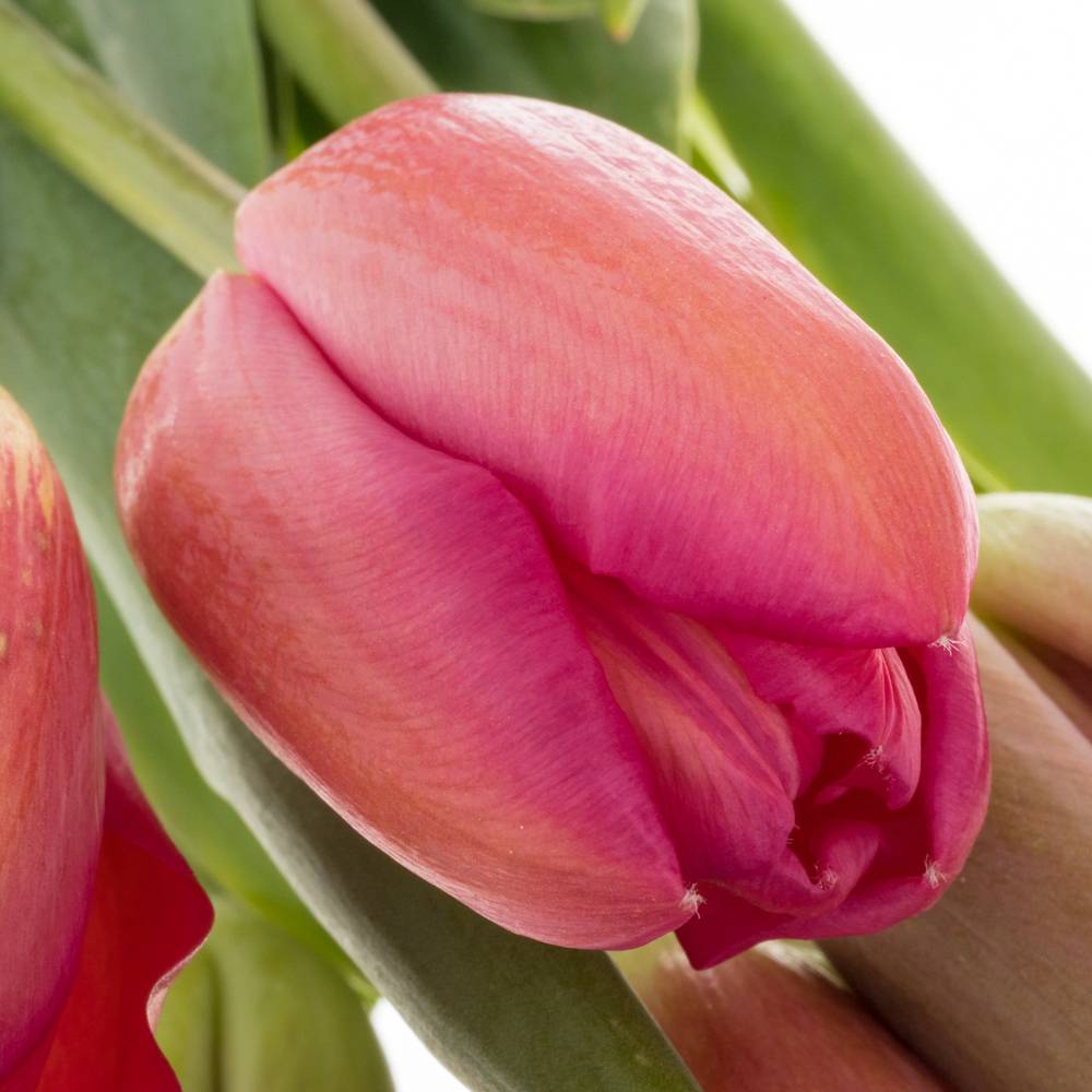 Franz.rosa La Romaine 50 Gramm 55cm