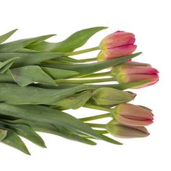 Franz.rosa La Romaine 50 Gramm 55cm