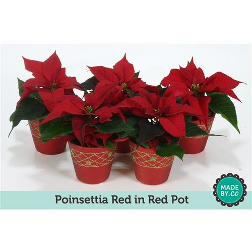Poins.rot mini Topf rot T06 H13