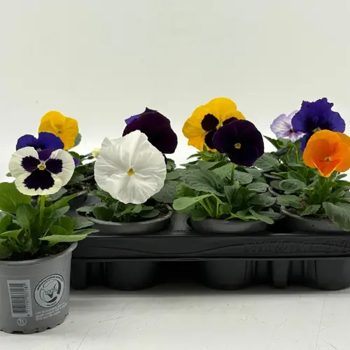 Stiefmütterchen F1 mix T09 H015