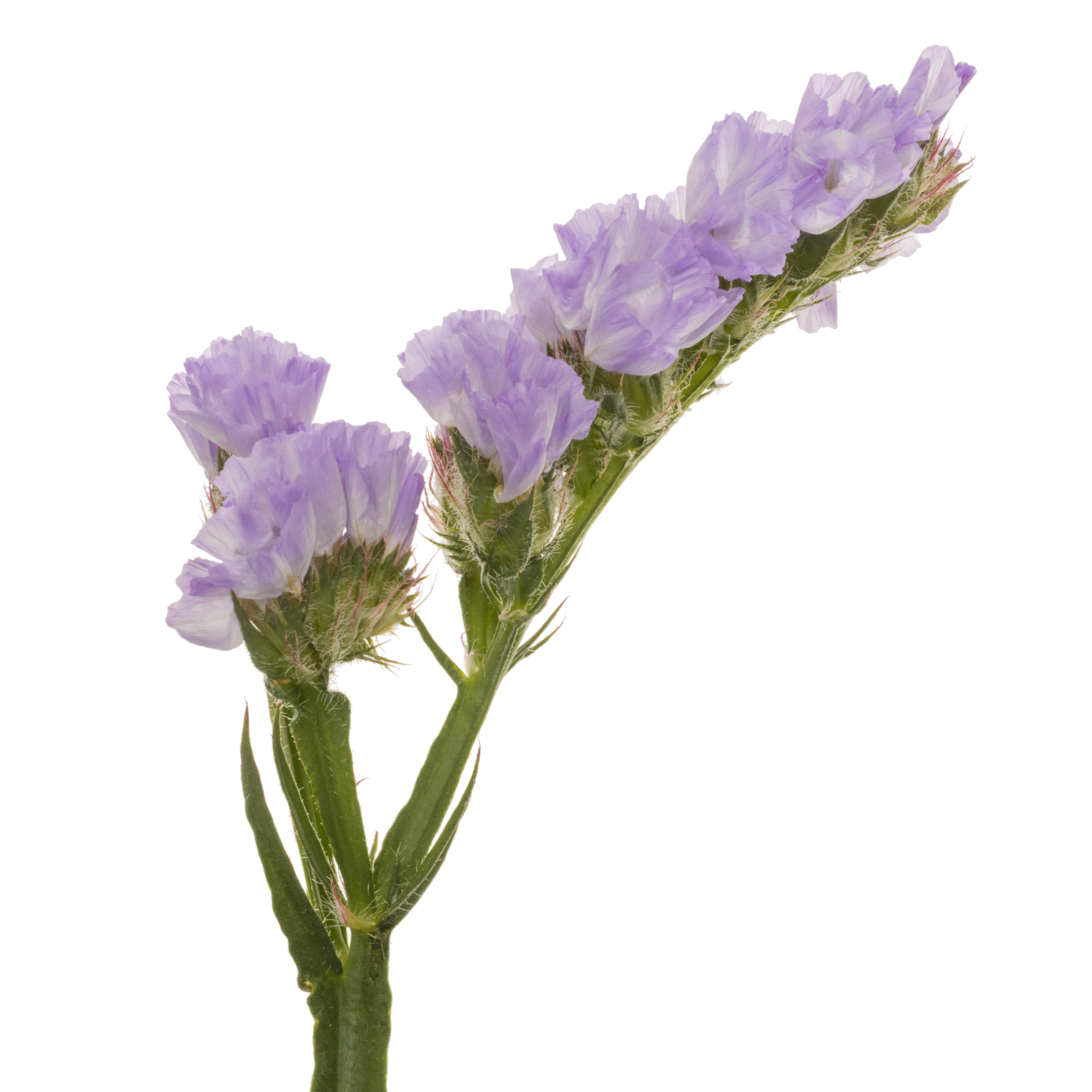 Statice milka Donau Birds ES 55 Gramm 80cm