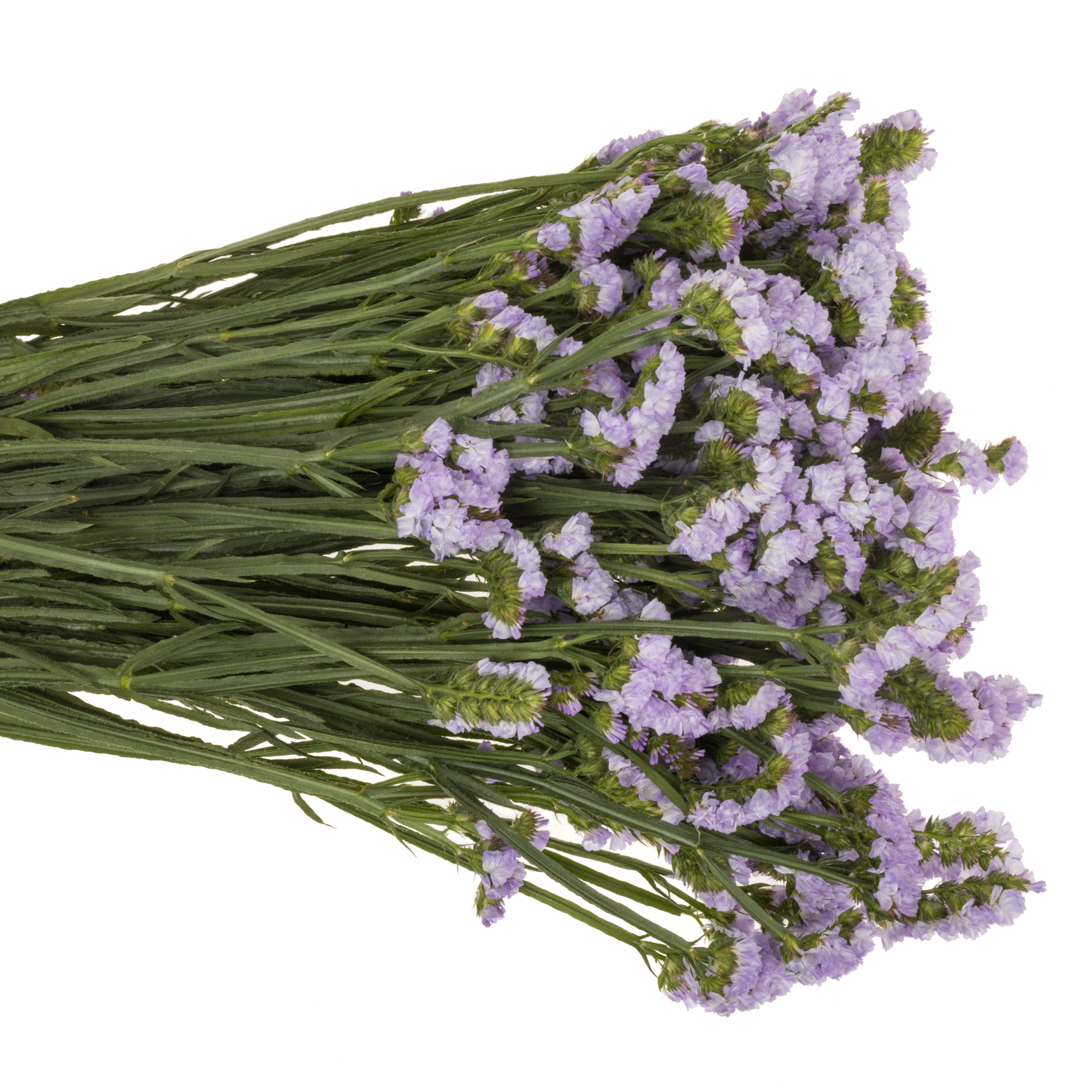 Statice milka Donau Birds ES 55 Gramm 80cm