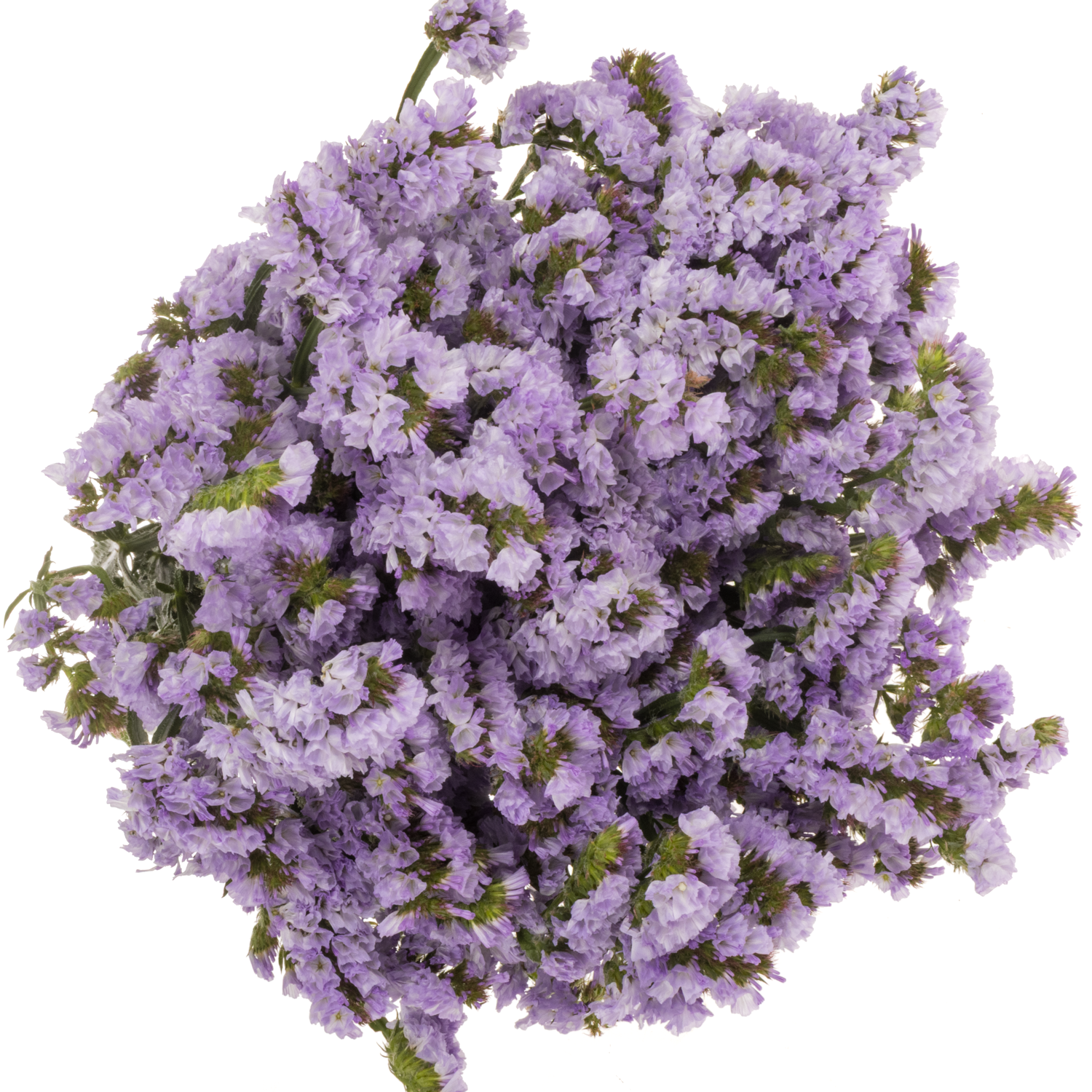 Statice milka Donau Birds ES 55 Gramm 80cm