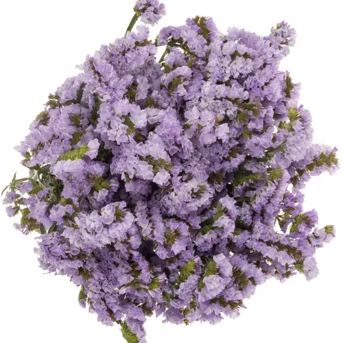 Statice milka Donau Birds ES 55 Gramm 80cm