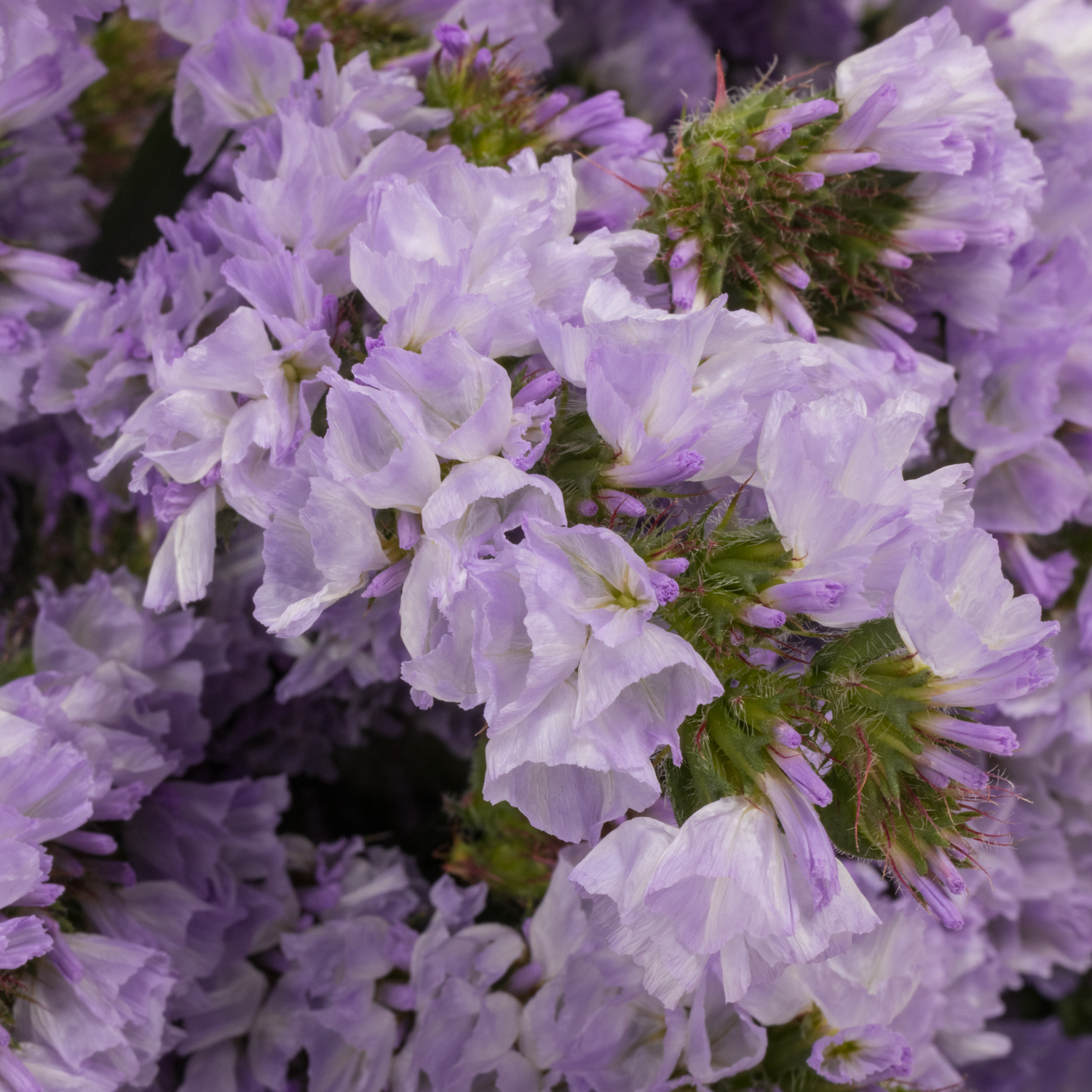 Statice milka Donau Birds ES 55 Gramm 80cm