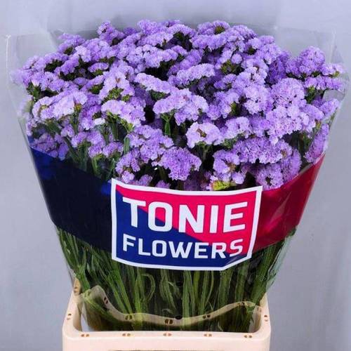 Statice milka Donau Birds 95Gramm 80cm ES