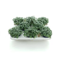 Sedum Cape Blanco T10,5 H12