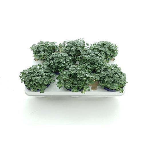 Sedum Cape Blanco T10,5 H12