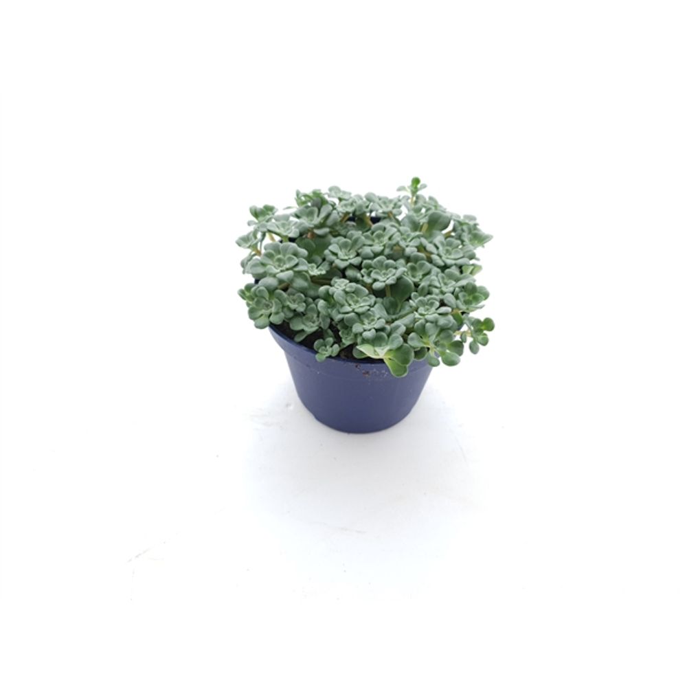 Sedum Cape Blanco T10,5 H12