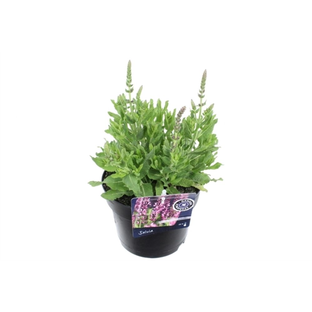 Salvia Nem.Sensation rosa T17 H45