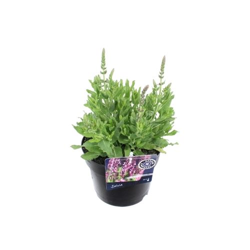 Salvia Nem.Sensation rosa T17 H45