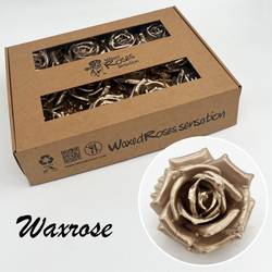 Seiden Wachs Rose champagne