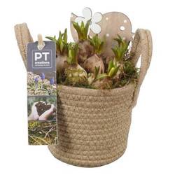Muscari.Arr PTMB2604 T11 H018