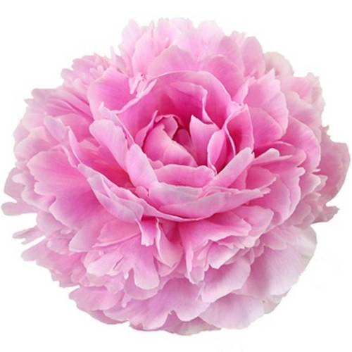 Pfingstrose rosa gefüllt Sarah 55cm