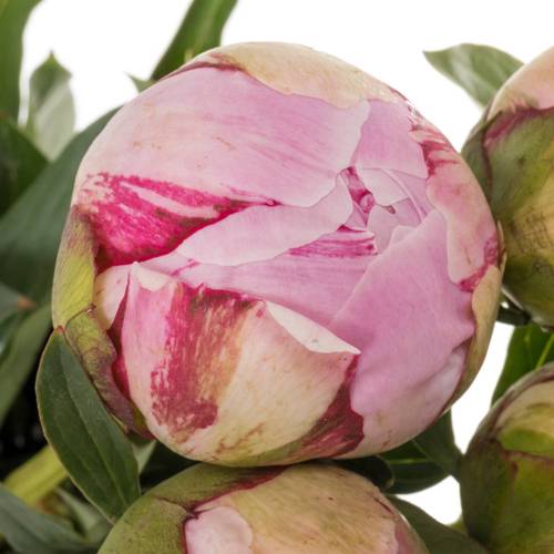 Pfingstrose rosa gefüllt Sarah 55cm