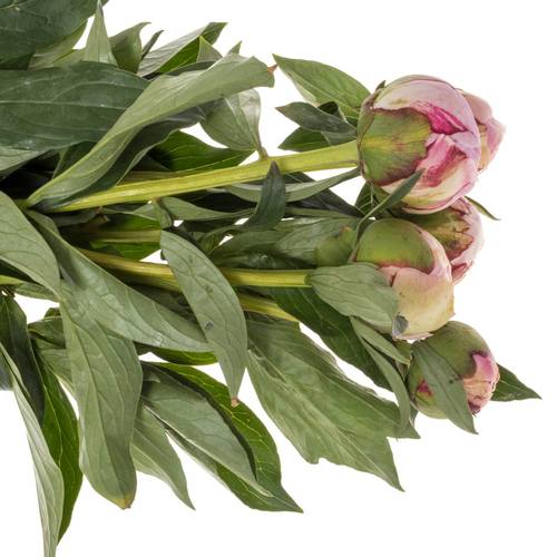 Pfingstrose rosa gefüllt Sarah 55cm