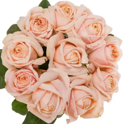 Rose apricot Tres Jolie 60cm
