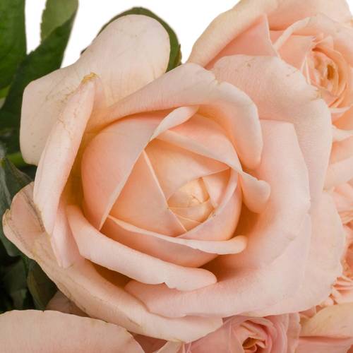 Rose apricot Tres Jolie 60cm